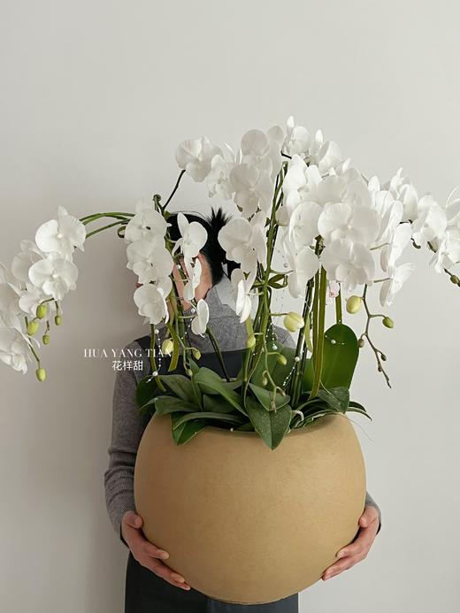 白玉含香 · 蝴蝶兰盆栽 商品图0