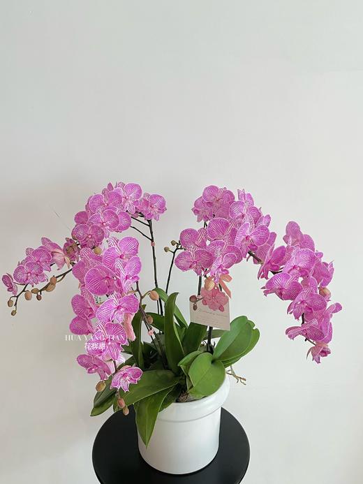 风华正茂 · 蝴蝶兰盆栽 商品图2