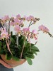 美好如期而至 · 蝴蝶兰盆栽 商品缩略图4
