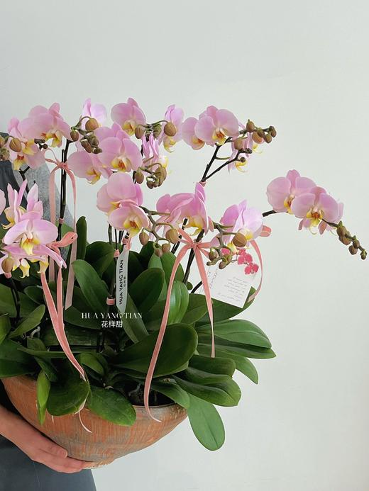 美好如期而至 · 蝴蝶兰盆栽 商品图4