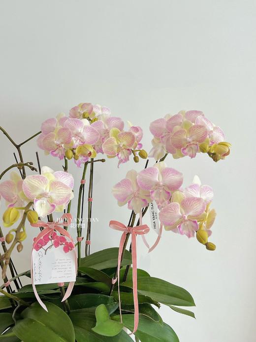 自在欢喜 · 蝴蝶兰盆栽 商品图4