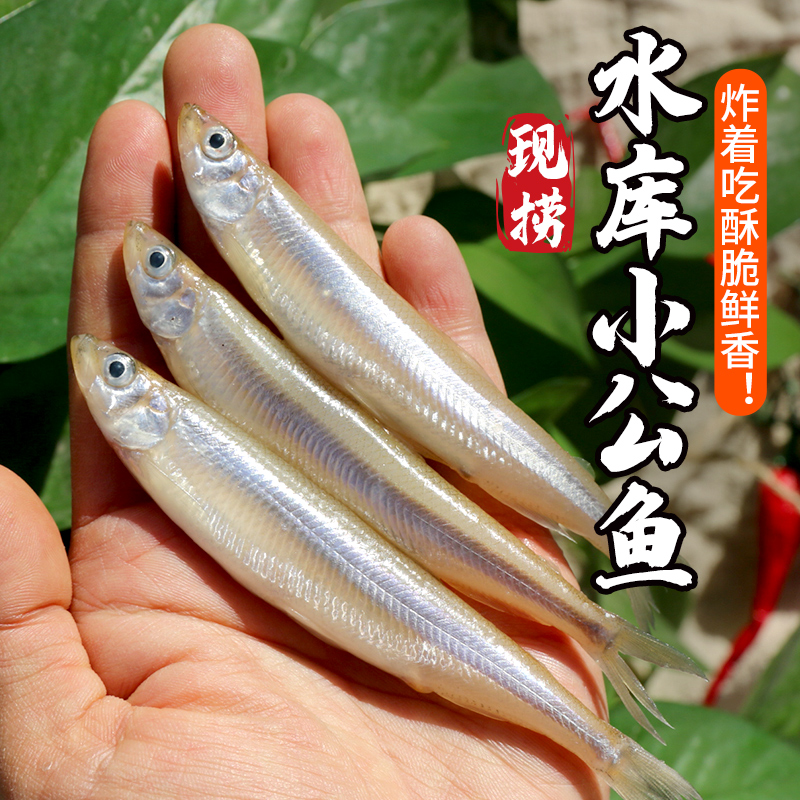 【保真密云水库鱼 假一赔十】密农人家  密云水库小公鱼 急冻锁鲜 现捞池沼公鱼 清洗后油炸 鲜香酥脆  小公鱼  1斤/2斤/3斤