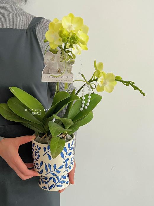 盼你欢喜 · 蝴蝶兰盆栽 商品图2