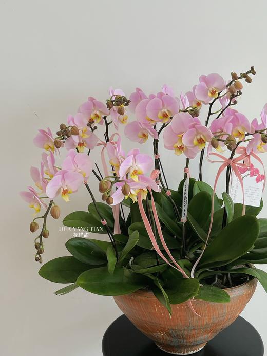 美好如期而至 · 蝴蝶兰盆栽 商品图3