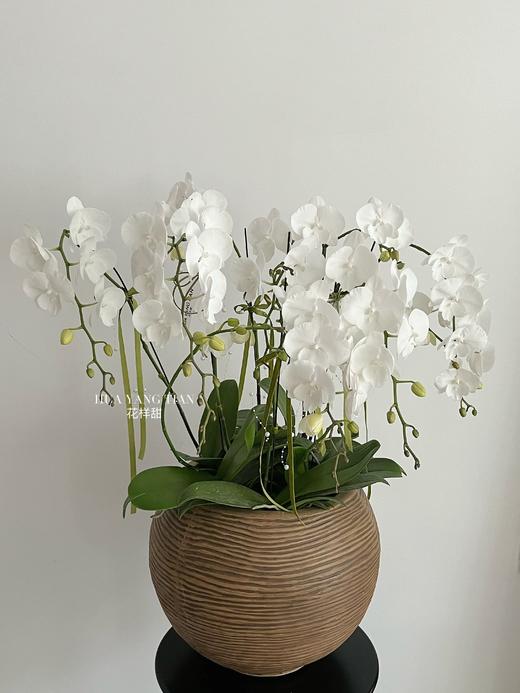 白玉含香 · 蝴蝶兰盆栽 商品图5