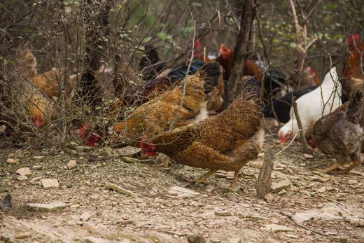 有机老母鸡｜衢州顺丰 商品图0