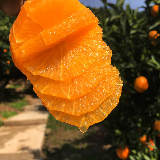 【湖北秭归】九月红脐橙 当季现摘 爆汁手剥橙  果味浓郁 营养丰富 商品图1