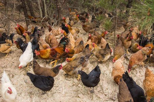 有机老母鸡｜衢州顺丰 商品图5