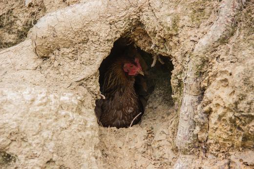 有机老母鸡｜衢州顺丰 商品图3