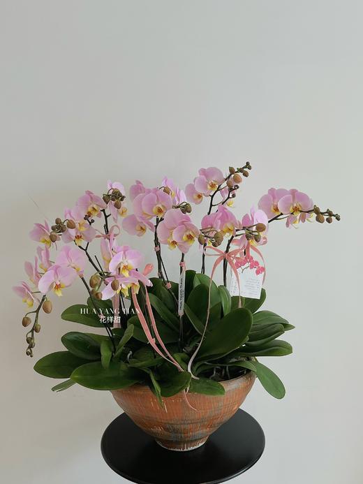 美好如期而至 · 蝴蝶兰盆栽 商品图1