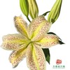 百合-老虎沐恩 5枝/扎 商品缩略图0