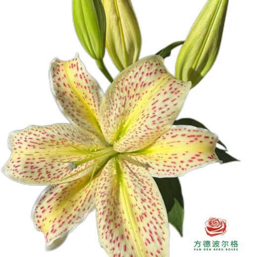 百合-老虎沐恩 5枝/扎 商品图0