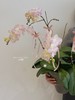 蝶舞翩翩 · 蝴蝶兰盆栽 商品缩略图1
