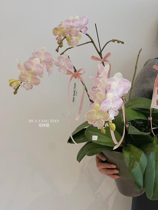 蝶舞翩翩 · 蝴蝶兰盆栽 商品图1