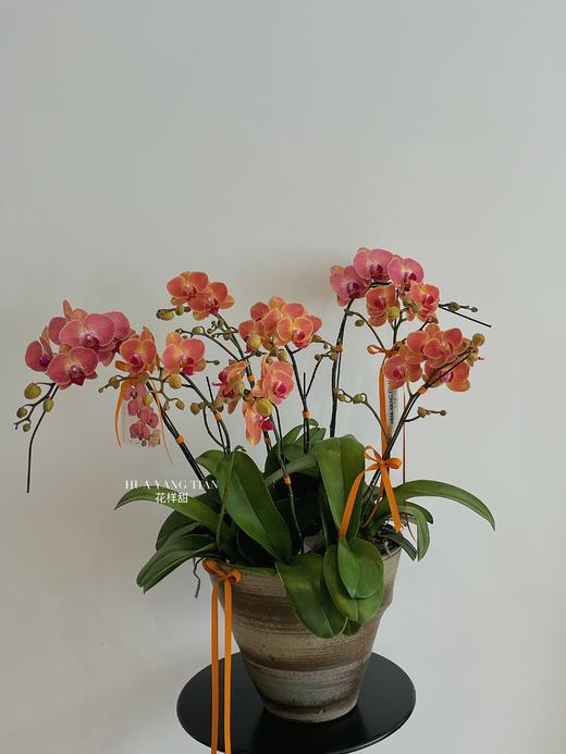 八面玲珑 · 蝴蝶兰盆栽 商品图0