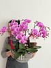 前程万里 · 蝴蝶兰盆栽 商品缩略图0