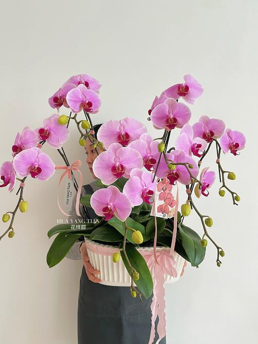 福满乾坤 · 蝴蝶兰盆栽 商品图1