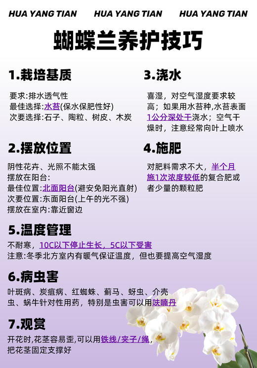 冰清玉洁 · 蝴蝶兰盆栽 商品图5
