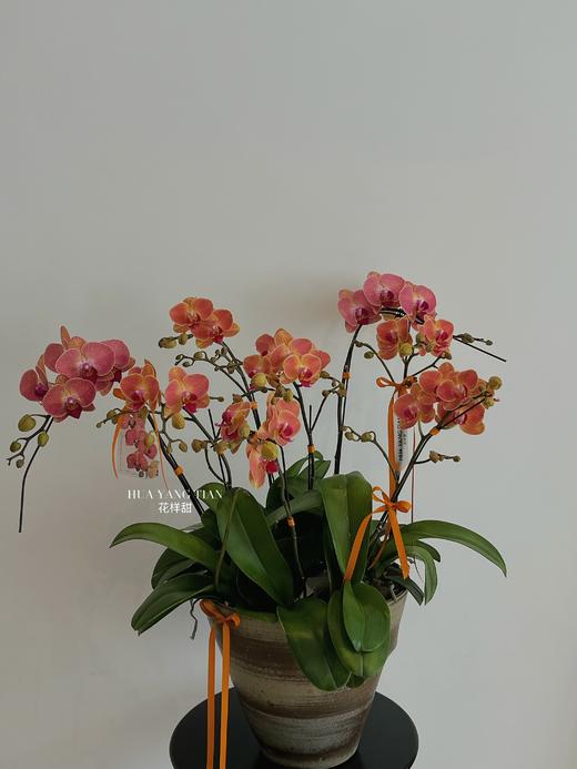 八面玲珑 · 蝴蝶兰盆栽 商品图1