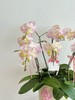 自在欢喜 · 蝴蝶兰盆栽 商品缩略图3