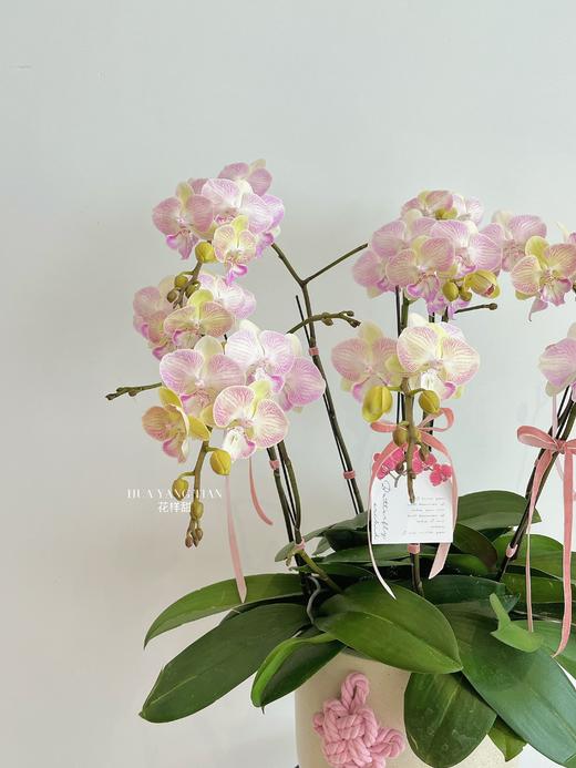 自在欢喜 · 蝴蝶兰盆栽 商品图3