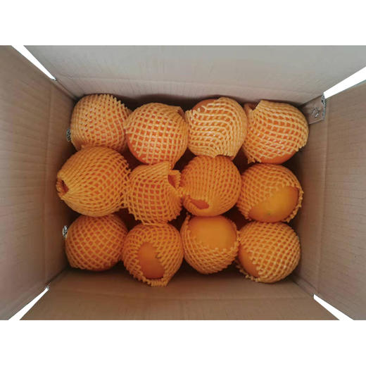 #基地直发#【湖北】正宗九月红果冻橙 湖北秭归脐橙 当季新鲜橙子 商品图3