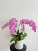 风华正茂 · 蝴蝶兰盆栽 商品缩略图3