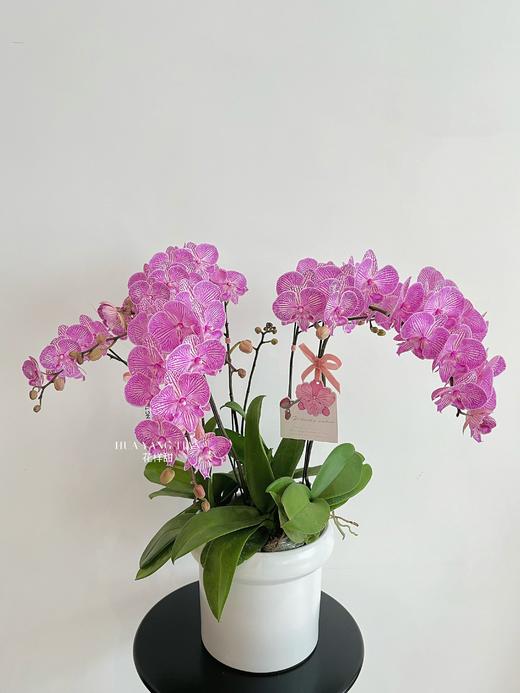 风华正茂 · 蝴蝶兰盆栽 商品图3