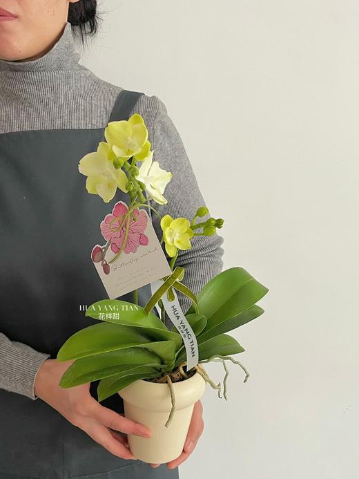 美好花生 · 蝴蝶兰盆栽 商品图1