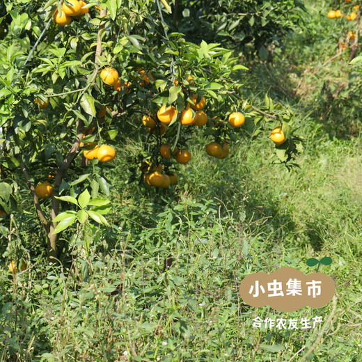 眉山生态爱媛果冻橙 5斤/8.5斤 | 合作农友生产，产自四川眉山，生产者：胡连均 *【公平贸易农人定价】 商品图7