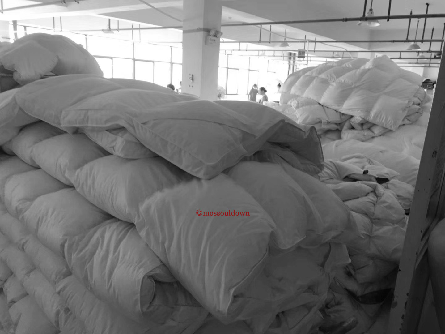 IMG_2420(20221204-091913)_本