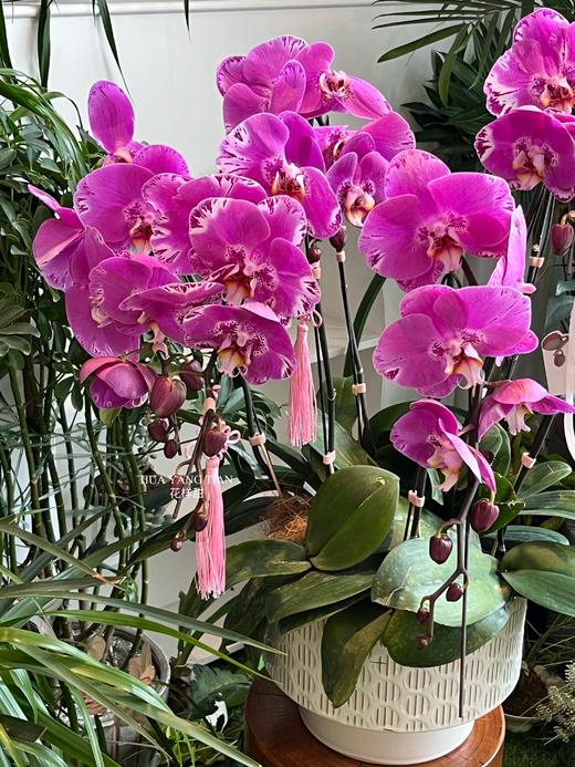 福禄寿禧 · 蝴蝶兰盆栽 商品图2