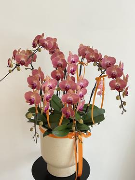长安常乐 · 蝴蝶兰盆栽