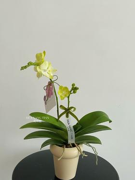 美好花生 · 蝴蝶兰盆栽