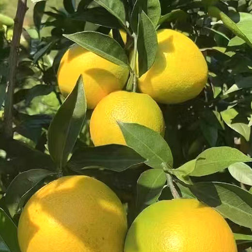 #基地直发#【江西·赣州】正宗赣南血橙 当季新鲜水果中华红橙红心甜橙大果整箱包邮 商品图2