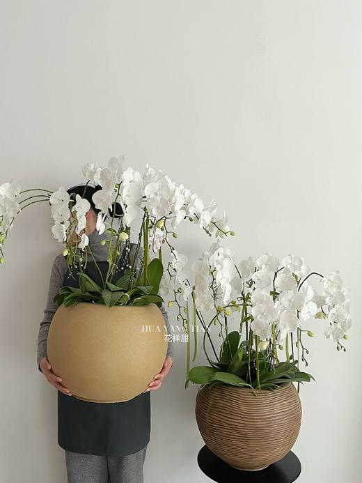白玉含香 · 蝴蝶兰盆栽 商品图1