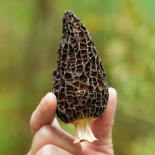 【羊肚菌干货】云南丽江羊肚菌干货 商品图2