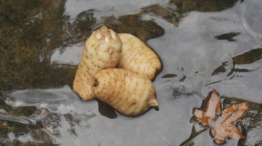 邵通天麻  祛风补脑·养肝安神·汁多肉脆·味甜爽口 煲汤炒菜泡酒炖肉 产地直发 商品图2