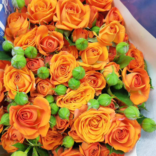 多头玫瑰花橙色芭比10支 商品图0