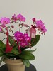 福满新居 · 蝴蝶兰盆栽 商品缩略图3