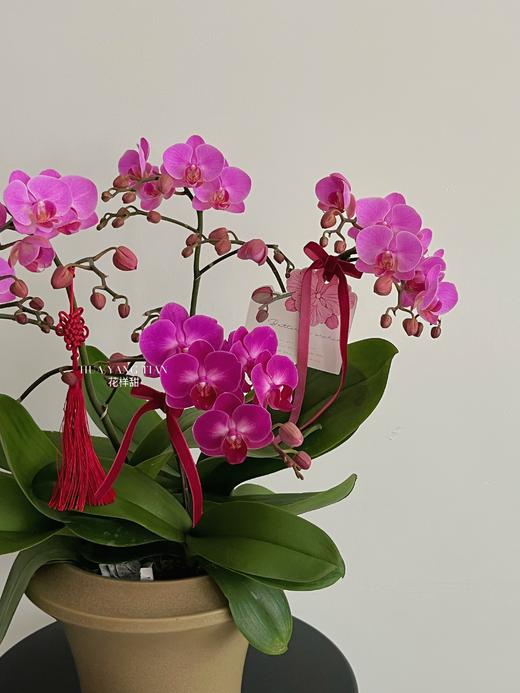 福满新居 · 蝴蝶兰盆栽 商品图3