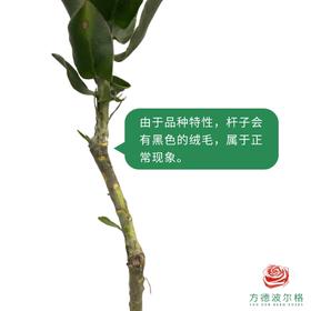 迷你公主-白色 1枝