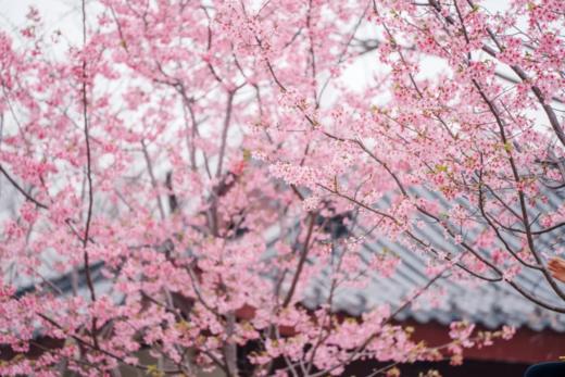 武汉“樱花之城”4天摄影团 商品图4