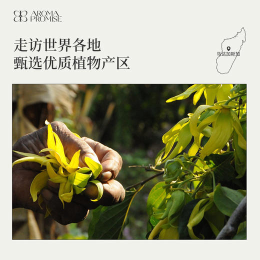 ”依兰依兰“精油 纵享欢愉，让爱在芬芳中绽放 商品图5