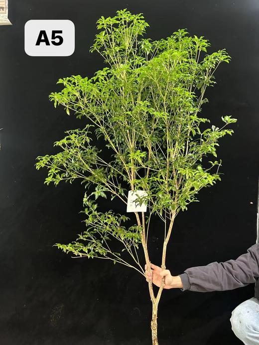 日本进口网红植物马醉木 商品图8