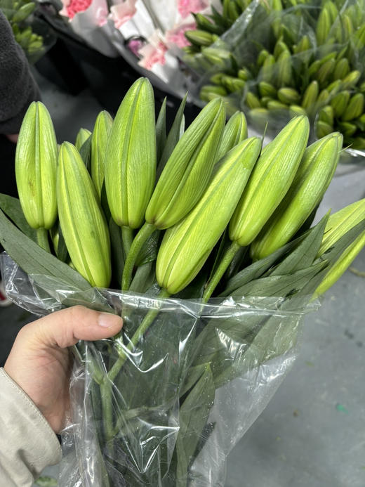 连云港黄天霸双头 商品图0