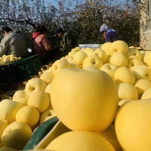 维纳斯苹果约2斤 商品图2