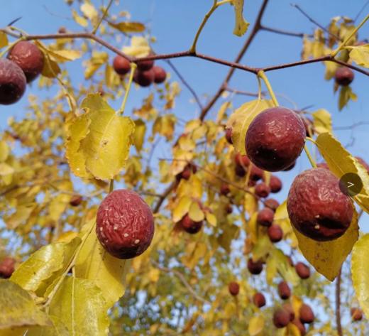 冬月吊干枣，自然农法定制一颗干净的枣，500克/袋 商品图0