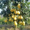 酉阳高山生态蜜柚4个/箱约12斤 商品缩略图0