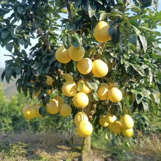 酉阳高山生态蜜柚4个/箱约12斤 商品图0